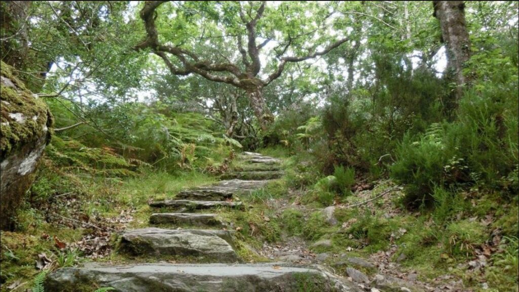 Ein naturbelassener Waldweg führt über Steinstufen nach oben
